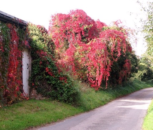 Photo 6x4 virginia - photo, creeper