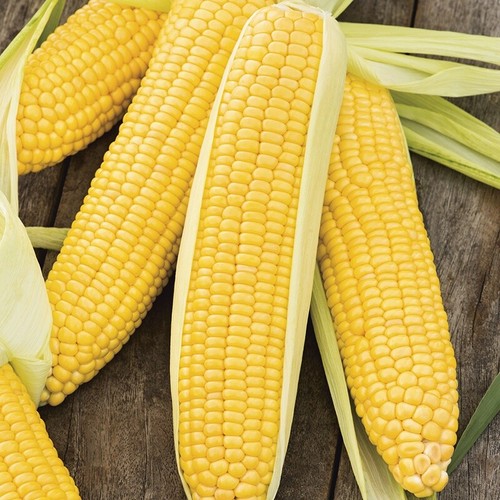 Sweetcorn incredible f1 - 6x,