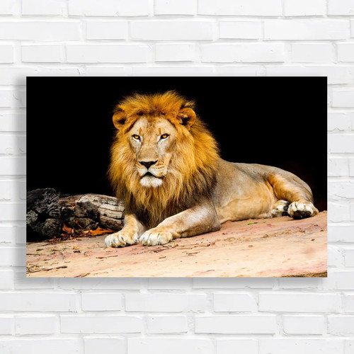 Majestic lion wild animal - majestic,