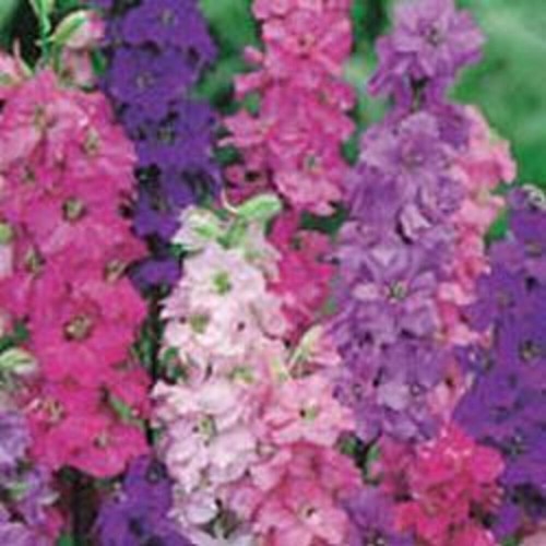 Larkspur dwarf double mixed - -,