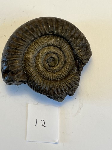 Large dactylioceras - dactylioceras, sp
