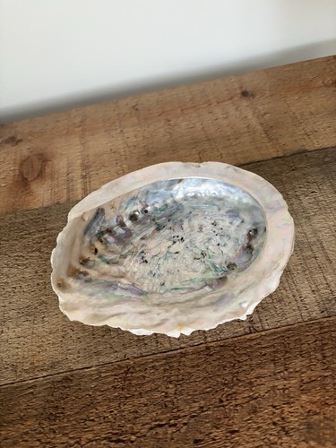 Large abalone shell iridescent - abalone,