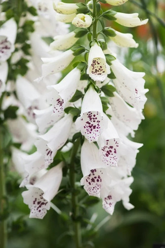 Digitalis purpurea dalmation - digitalis,