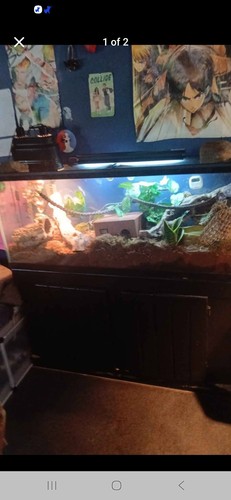 X12 x19 terrarium - terrarium, with