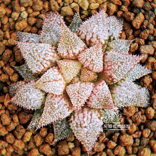 5cm succulent plant - succulent, haworthia