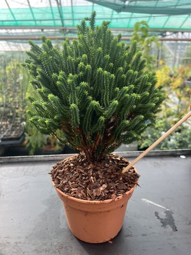 New southern white cedar - *new*, 'el