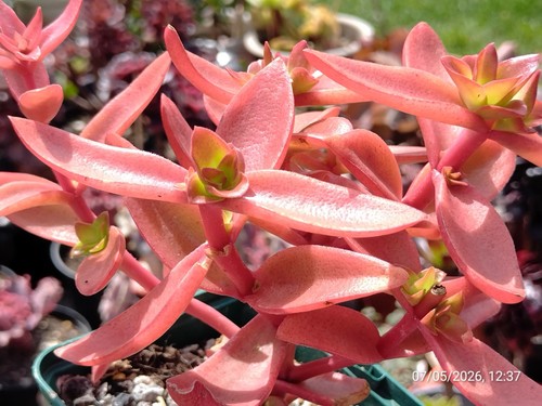One pot crassula - crassula, '