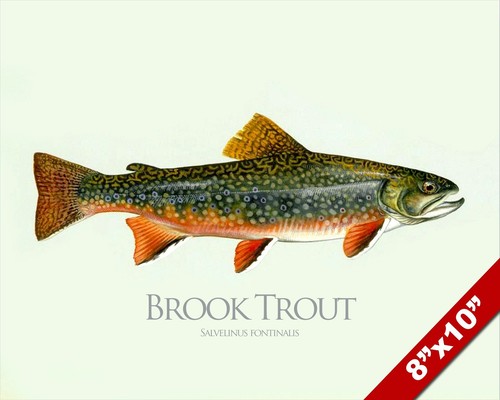 Brook trout fish painting - brook,