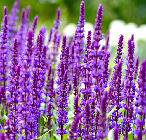 Blue giant hyssop - blue,