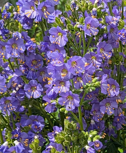Jacob ladder polemonium - ladder,