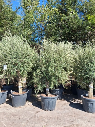 Olive tree standard - tree, approx