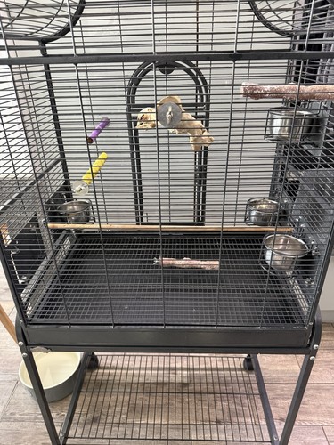 Montana bird cage - bird,
