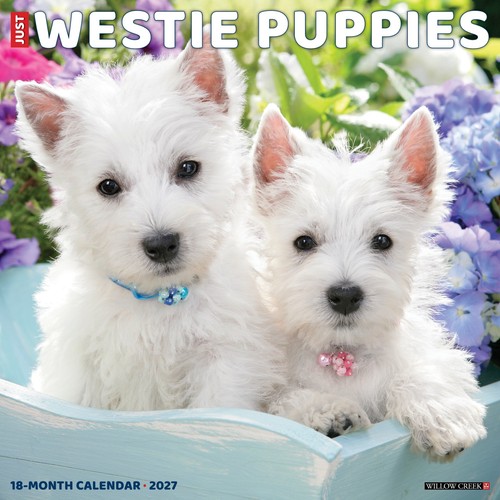 Westie puppies 2027 12 - westie, 12"