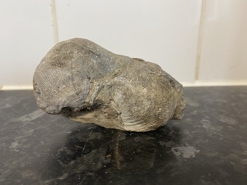 Multi brachiopod fossil - fossil, plate