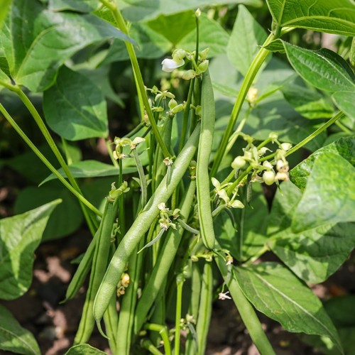 Dwarf green bean plug plants - dwarf,