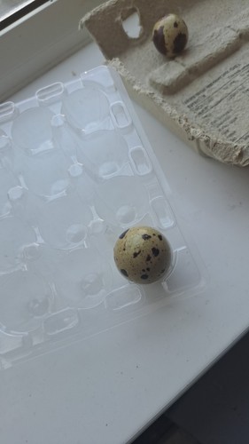 Quail egg box - egg,