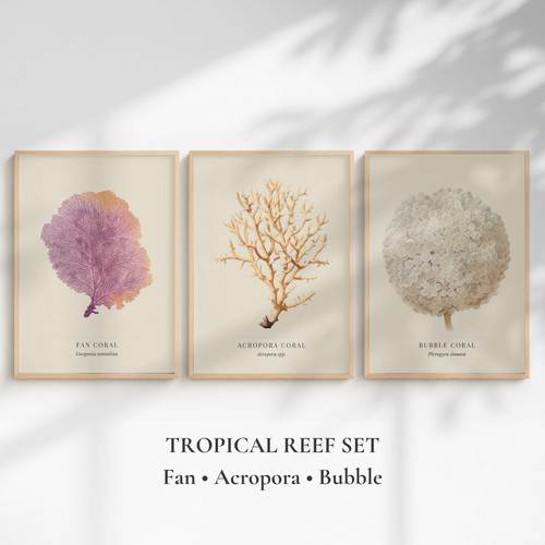 Coral prints set fan - set, 3