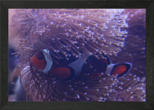 Clownfish close framed wall - up,