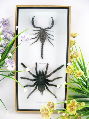 Huge real scorpion - huge,
