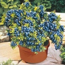 Blueberry Plant Top Hat' - Vaccinium Bushes in 1L Pot - High Yielding