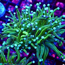 LIME/PURPLE  TIPPED TORCH EUPHYLLIA -LARGE SINGLE HEAD/LPS/ FRAG/CORAL/MARINE