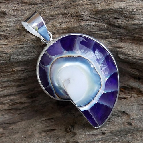 Small purple nautilus - purple,