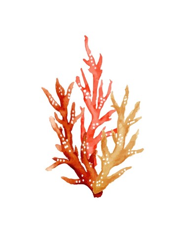 Coral watercolor print - coral,
