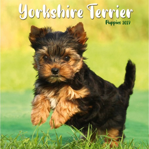 Yorkshire terrier puppies mini - terrier,