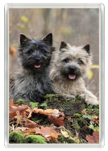 Cairn terrier dog fridge - terrier,