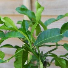 Kaffir Lime Citrus Half-Hardy