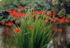 10 x Crocosmia LUCIFER Bulbs Beautiful Garden Spring Summer Flowering Perennial