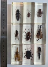 9 x Real Insects In Resin Blocks - Nation Geographic Bugs - Taxidermy - Lot #4