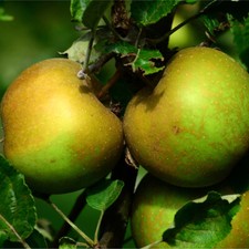 Dwarf Patio 'Egremont Russet' Apple Tree, Self-Fertile, Ready to Fruit