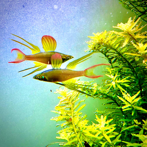 Threadfin rainbowfish tank - 6,
