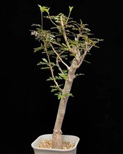 2.8cm Rare Operculicarya