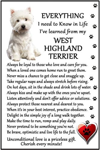 West highland terrier - highland,