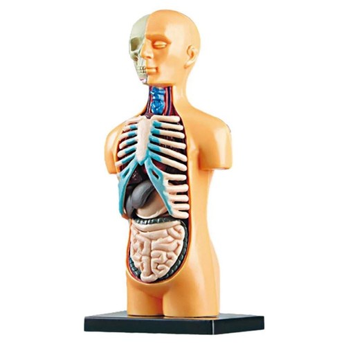Removable anatomical human - removable,
