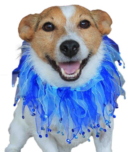 Dog collar party - dog, ruffles