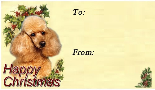 Poodle dog christmas - dog,