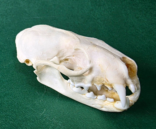 Real animal mink skull - real,