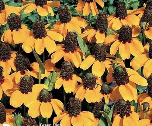 Rudbeckia clasping coneflower - rudbeckia,