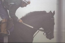 Escena gallops with an