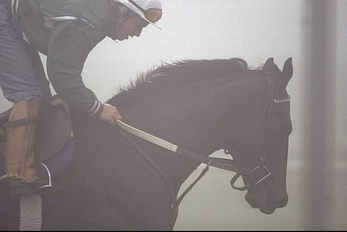 Escena gallops with - , an