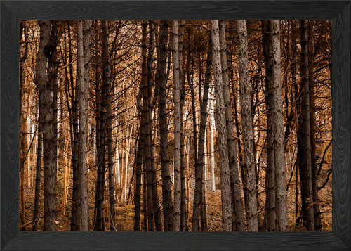 Autumn tree trunks - autumn, wall