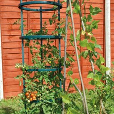 Garden climbing tomato - t&m,