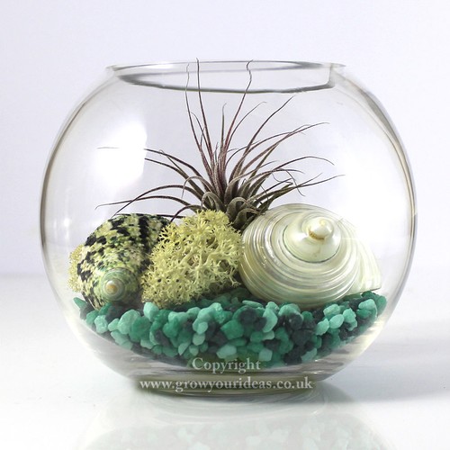 Air plant kit glass - glass, terrarium