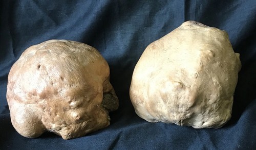 Unique rare root - unique,