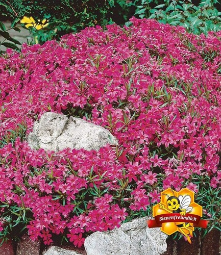 Scented carpet phlox - seeds, –