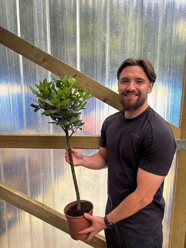 Standard bay tree laurus - standard,