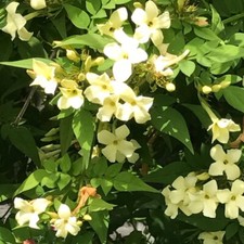 Jasminum Clotted Cream -  Flowering Scented Garden Climber